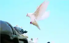 الإنسان والحمام.. علاقة عمرها 3 آلاف