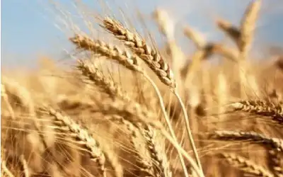 الأردن يستضيف اجتماعا طارئا لمواجهة الإجراءات