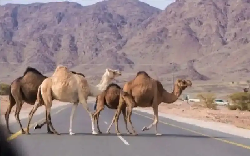 سلطة العقبة تمهل أصحاب الإبل السائبة