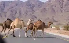 سلطة strongالعقبةstrong تمهل أصحاب الإبل السائبة