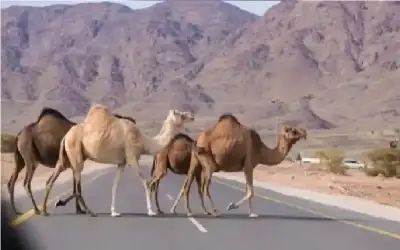 تحديد سعر القطايف في رمضان ..