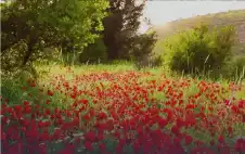 طقس صيفي معتدل في أغstrongلبstrong المناطق