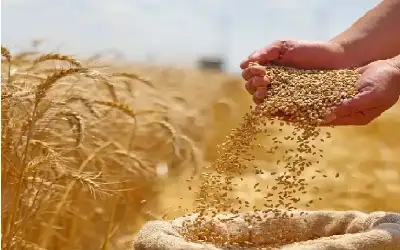 سخرية من ترامب بعد معايدته الغريبة