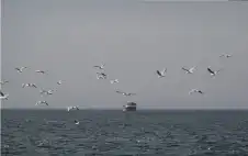 مضيق هstrongرمstrongز يشهد عبور أكبر عدد