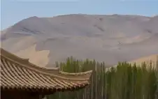 بعد زراعة 66 مليار شجرة.. مفاجأة