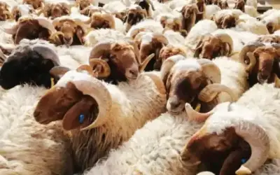 الكويت: هجوم يستهدف 3 مراكز حدودية