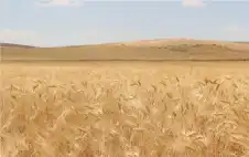 strongالمزارstrongعون يسلمون الحكومة 100 ألف طن