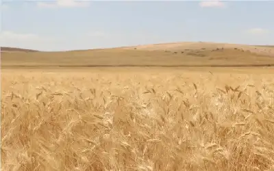 من سرق دموع الرجال؟.. . حتى