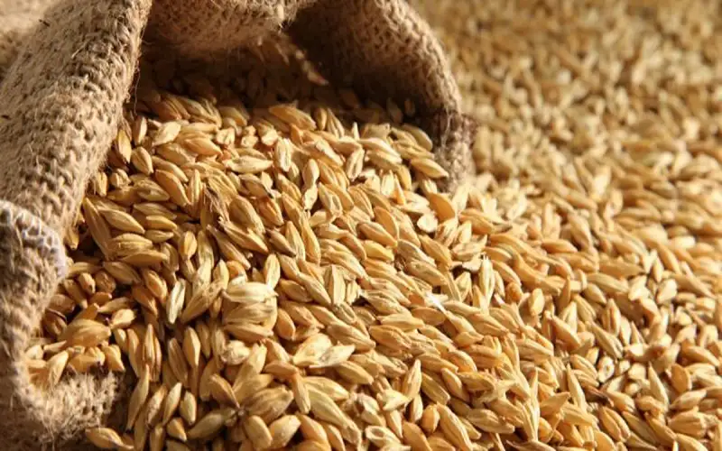 المزارعون يسلمون الحكومة 100 ألف طن