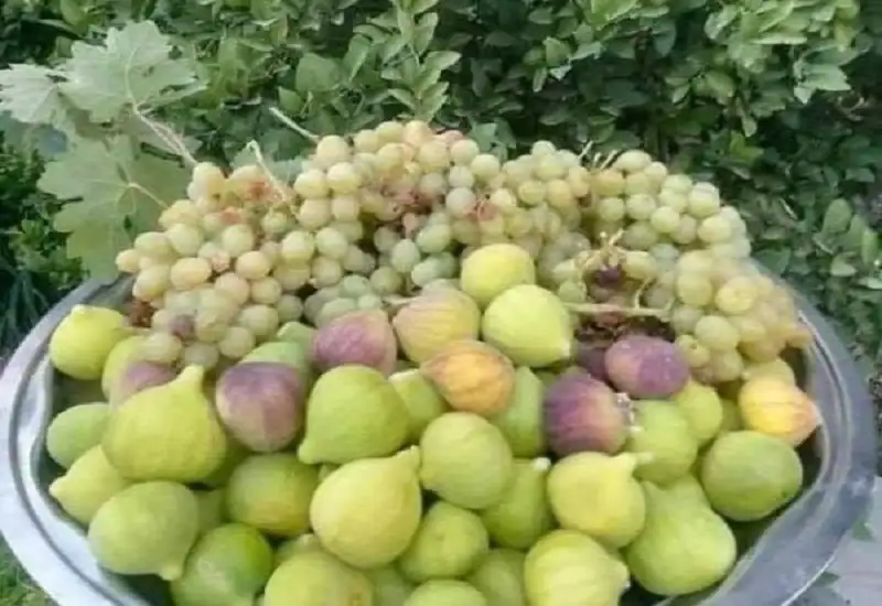 موسم قطاف العنب والتين .. نافذة