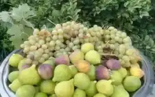 موسم قطاف العنب والتين .. نافذة