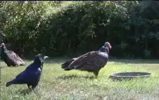 هل يذكركم هذا الفيديو بشيء؟