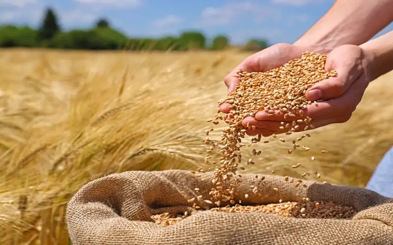 الطراونة: تسلم 110 آلاف طن من
