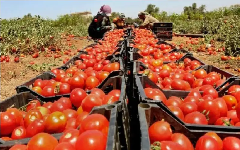 صادرات الأردن الزراعية تسجل نموا ملحوظا