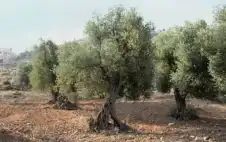 زراعة strongالرمثاstrong تنظم ورشة حول الإدارة
