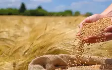 تقرير: إنتاج strongالأردنstrong من الحبوب يقفز