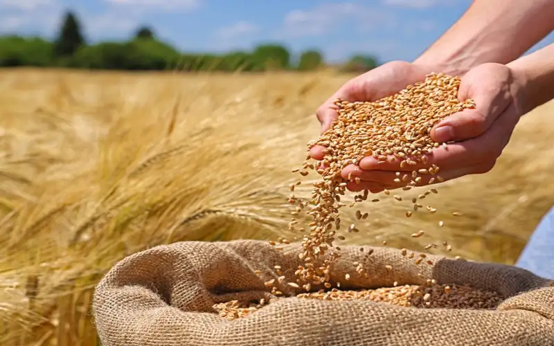 الزراعة: إنتاج القمح والشعير في 2026