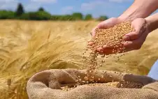 الزراعة: إنتاج القمح والشstrongعيstrongر في 2026