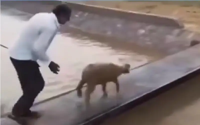 عن نظرية القطيع: لا تحتاج إلى