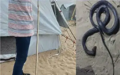 عن نظرية القطيع: لا تحتاج إلى