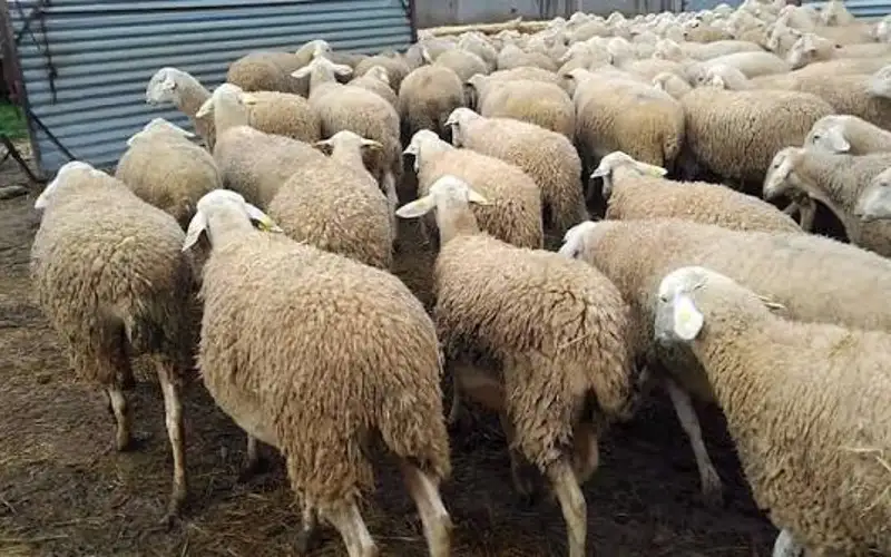 صحيفة نيسان ـ من إسبانيا إلى الأردن .. 14