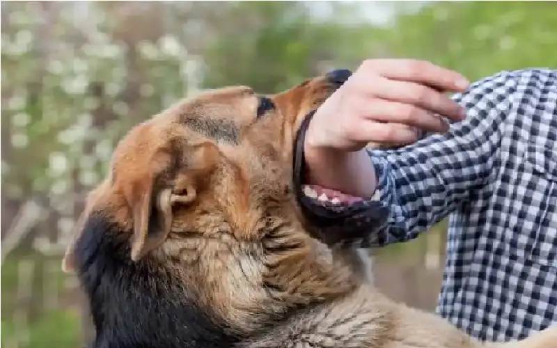 كلب يعقر شابا عشرينيا في مدينة