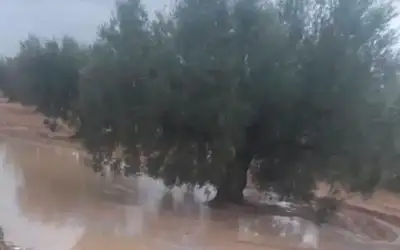 مسؤول مصري: نمر بذروة إصابات كورونا