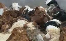 الكواليت: 45% من احتياجات اللحوم محليا
