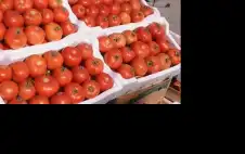 أخصائية تغذية روسية: تناول الطماطم يطيل