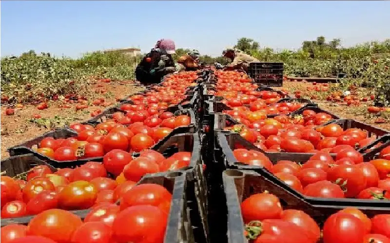 وزير الزراعة: 448 ألف طن صادرات