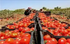 وstrongزيstrongر الزراعة: 448 ألف طن صادرات
