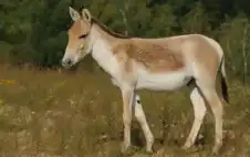 السعودية تسstrongتقبلstrong حمارا من الأردن لإنقاذ