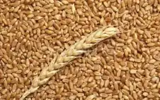 strongالأردنstrong يعيد طرح عطاء لشراء كميات