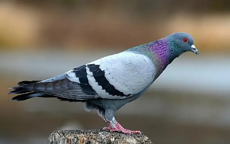 صحيفة نيسان ـ بمعدل 10 طيور لكل صياد ..