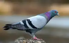 بمعدل 10 طيور لكل صياد ..