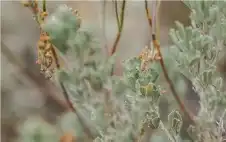 علماء روس يطورون دواء من الشيح