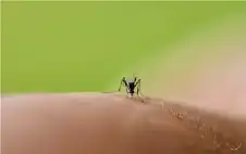 مرحاض لstrongلبstrongعوض يكشف عن فيروس لم