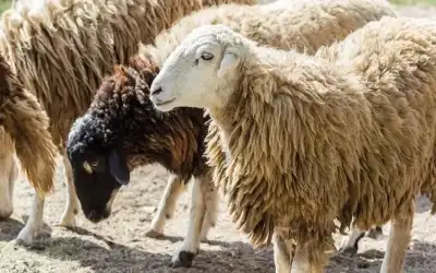 روسيا تسجل 5529 إصابة جديدة بكورونا