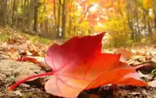 كتلة هوائية خريفية تؤثر على المملكة