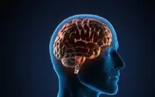 صحة ـ مرتان في العمر.. ماذا يحدث لدماغك