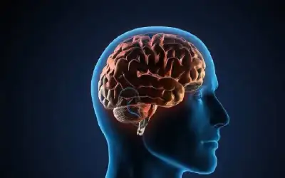 صحة ـ مرتان في العمر.. ماذا يحدث لدماغك