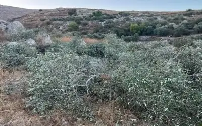 حارس بالدوري الأردني يعمل بليطا