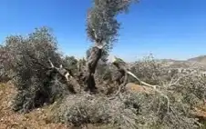 الاحتلال يأمر باقتلاع أشجار strongزيstrongتون من