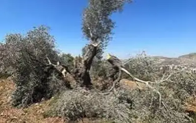 بعد 4 سنوات .. ريال مدريد