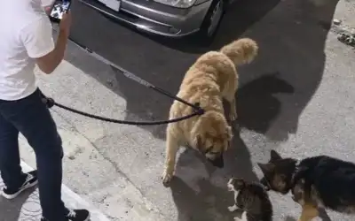 دخول أول شاحنة وقود من معبر