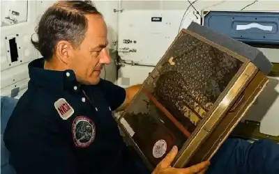 3400 نحلة في الفضاء.. ماذا حدث