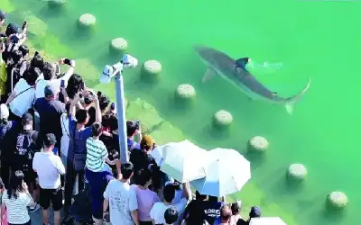 وفاة شخص بحادث تدهور في البلقاء