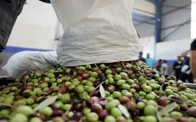 صحيفة نيسان ـ توقعات بانخفاض أسعار زيت الزيتون ..