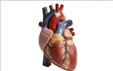 strongصماstrongم قلب صناعي ينمو مع الطفل
