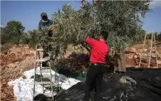 موسم الstrongزيstrongتون بالضفة… إصابة 5 فلسطينيات